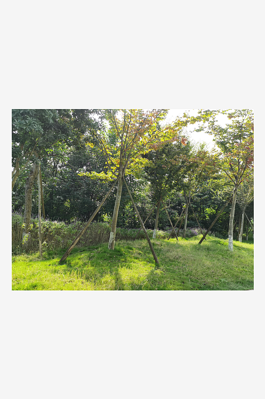 绿意盎然的生态公园-众图网