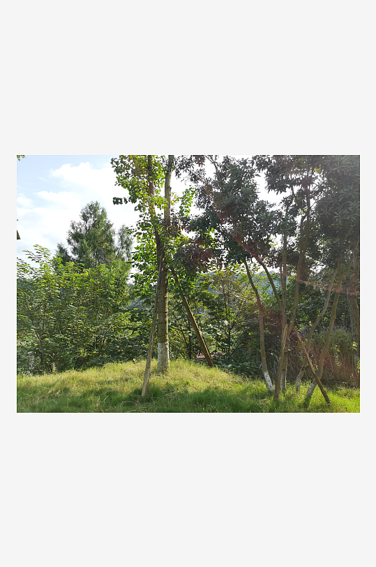 绿意盎然的生态公园-众图网