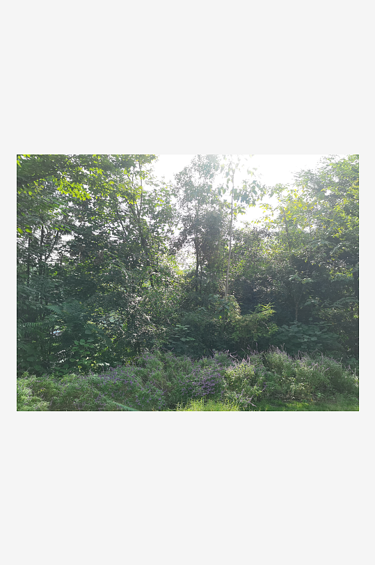 绿意盎然的生态公园-众图网