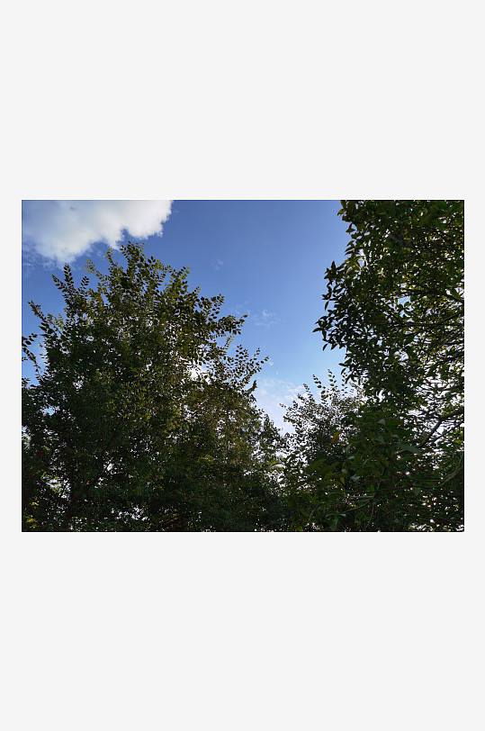 繁茂生长的清新树木-众图网