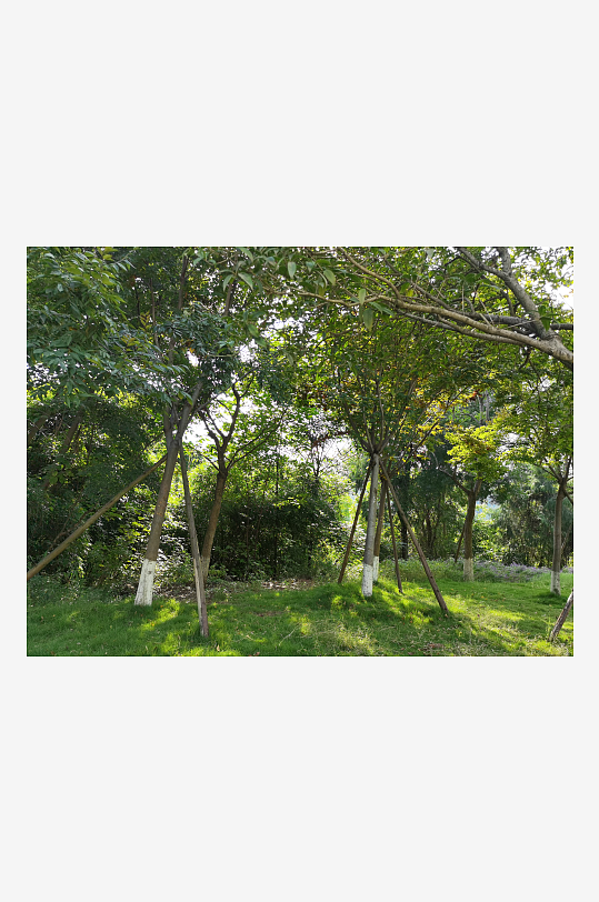 绿意盎然的生态公园-众图网