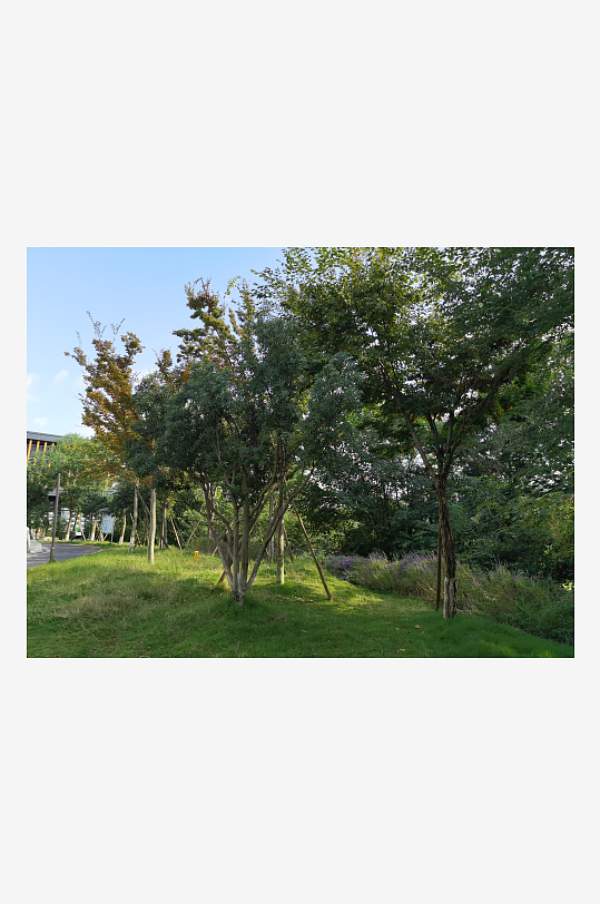 绿意盎然的生态公园-众图网