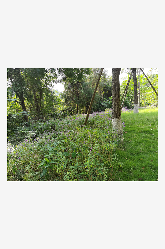 绿意盎然的生态公园-众图网