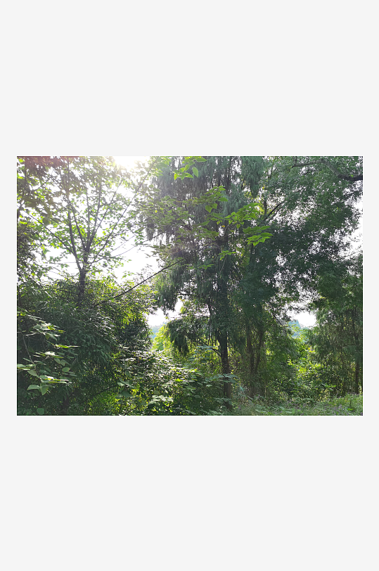 绿意盎然的生态公园-众图网