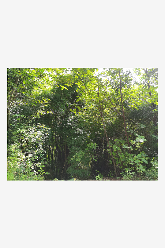 繁茂生长的清新树木-众图网