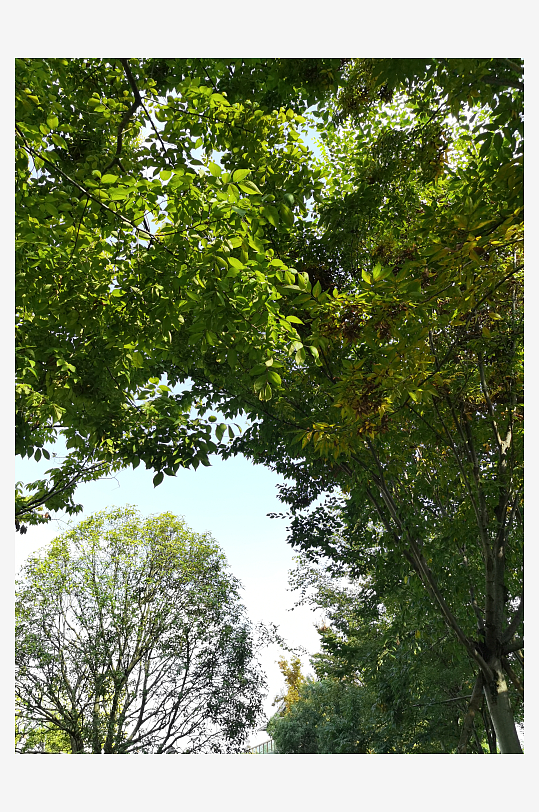 繁茂生长的清新树木-众图网