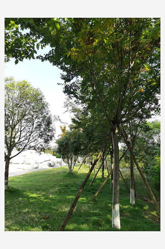 绿意盎然的森林公园-众图网