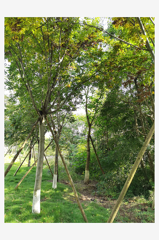 绿意盎然的森林公园-众图网