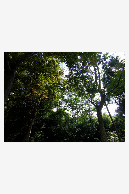 繁茂生长的清新树木-众图网