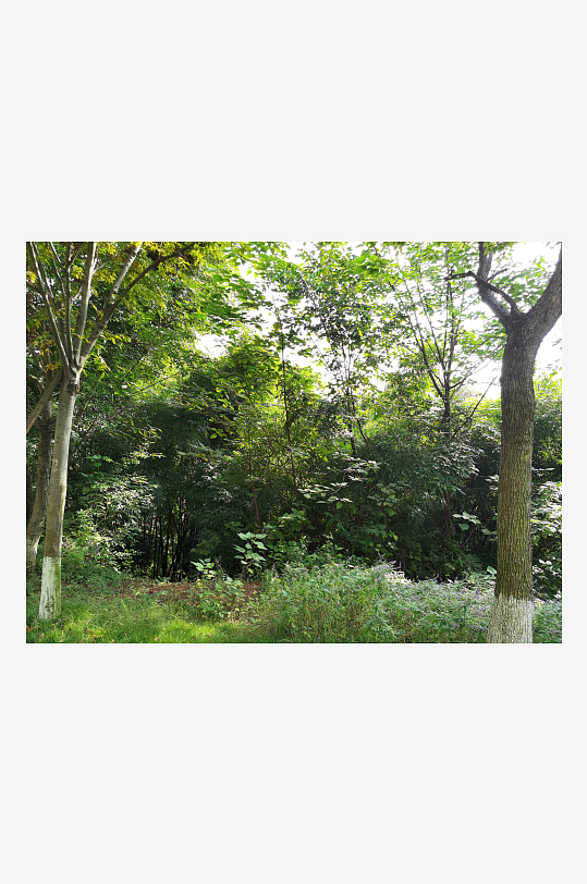 绿意盎然的森林公园-众图网