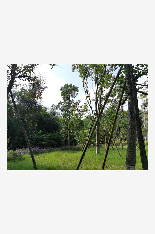 绿意盎然的森林公园-众图网