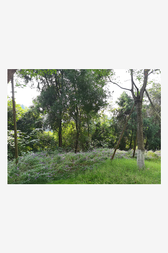 绿意盎然的森林公园-众图网