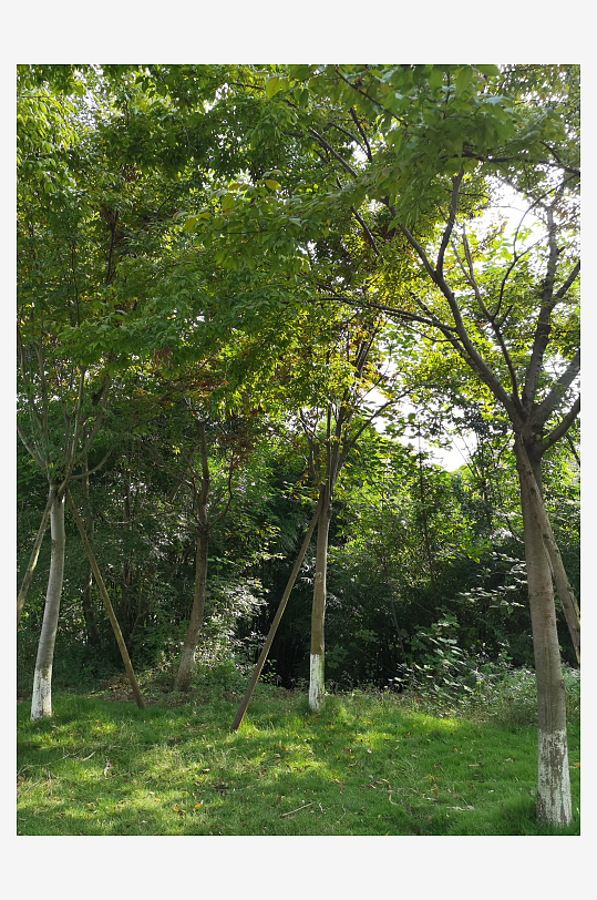 绿意盎然的森林公园-众图网