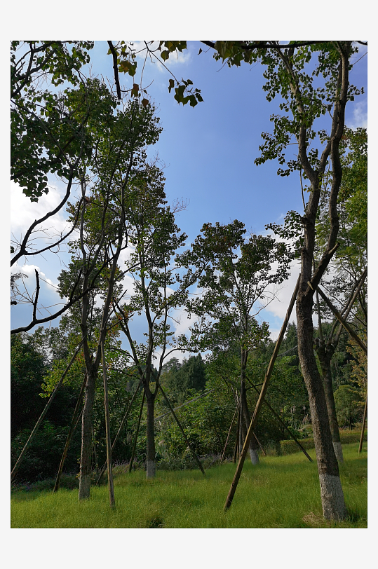 绿意盎然的森林公园-众图网