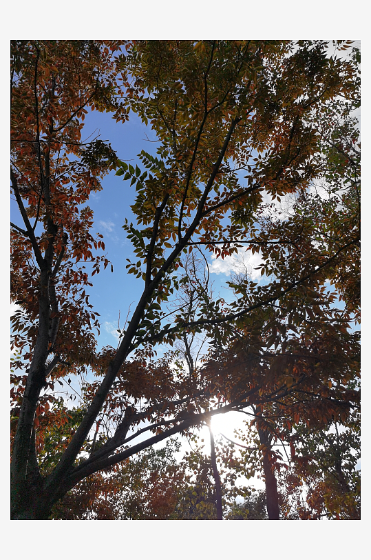 繁茂生长的清新树木-众图网