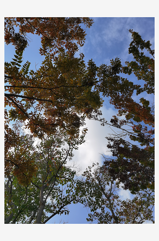 繁茂生长的清新树木-众图网