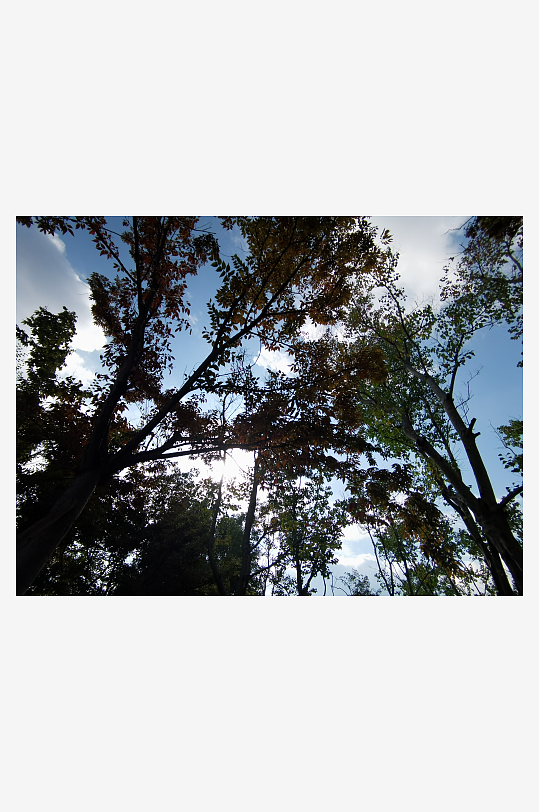 繁茂生长的清新树木-众图网