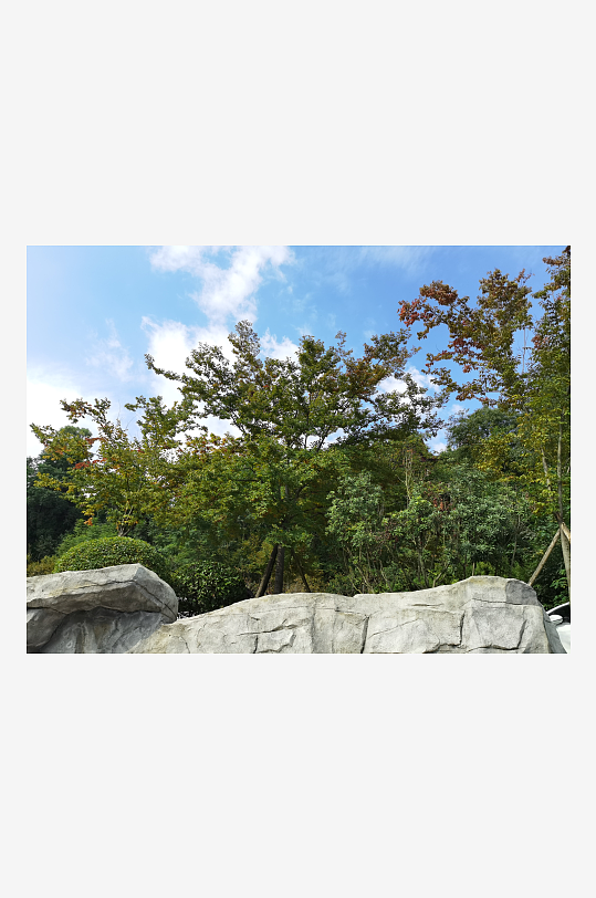 繁茂生长的清新树木-众图网