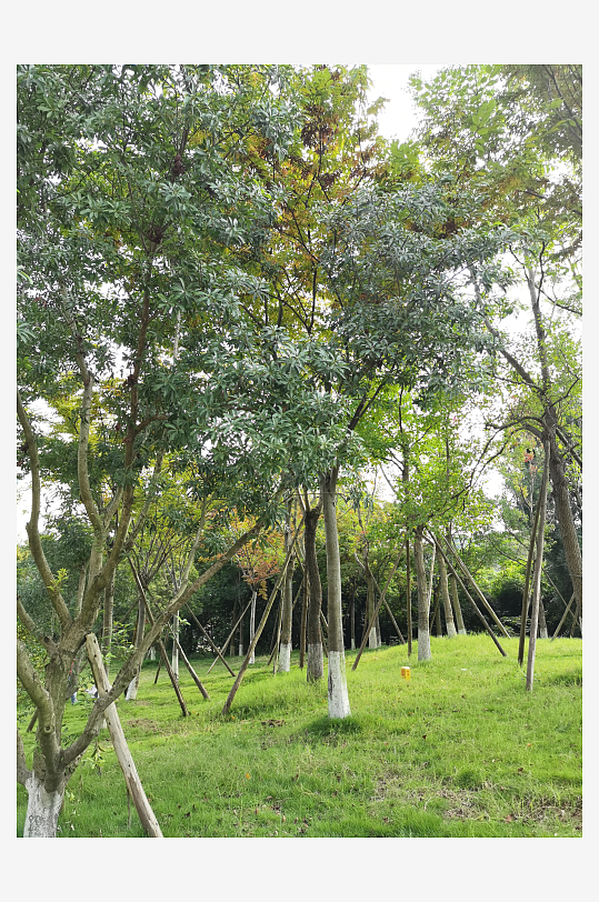 清新宜人生态公园环境-众图网