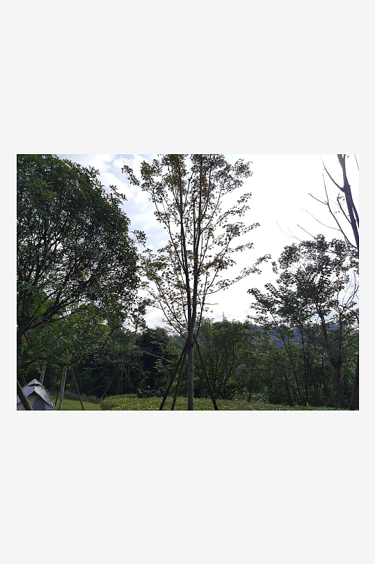 晴朗天气下的树木剪影-众图网