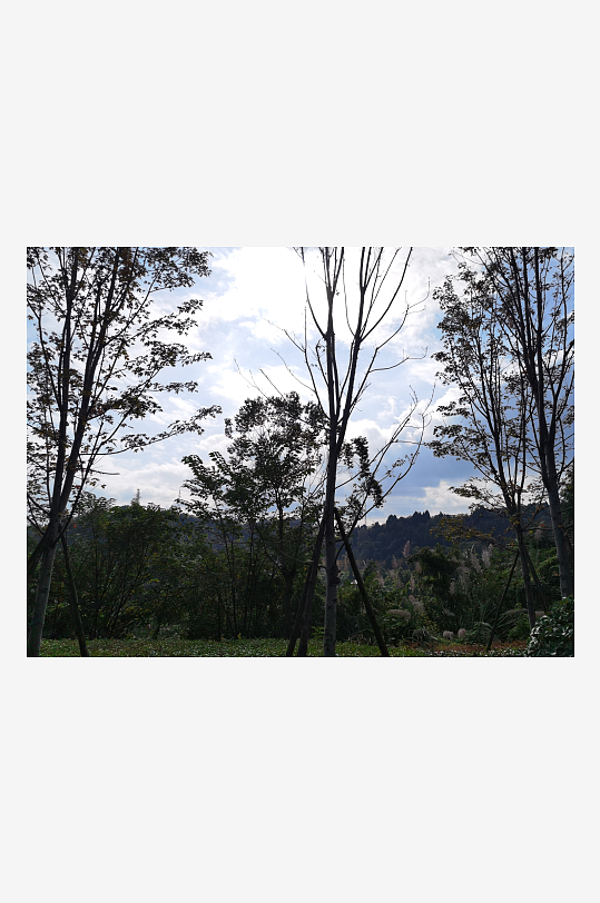 晴朗天气下的树木剪影-众图网