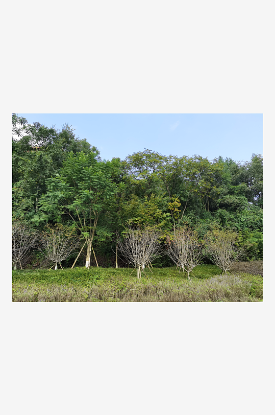 清新舒适的生态公园环境-众图网