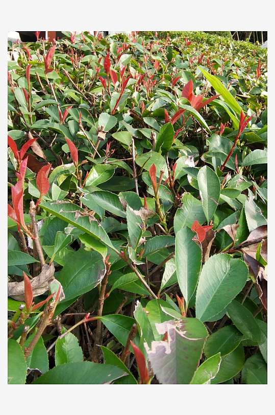 翠绿繁茂的观赏绿植-众图网