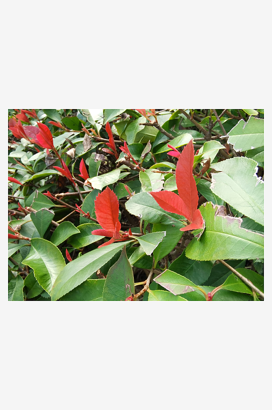 翠绿繁茂的观赏绿植-众图网