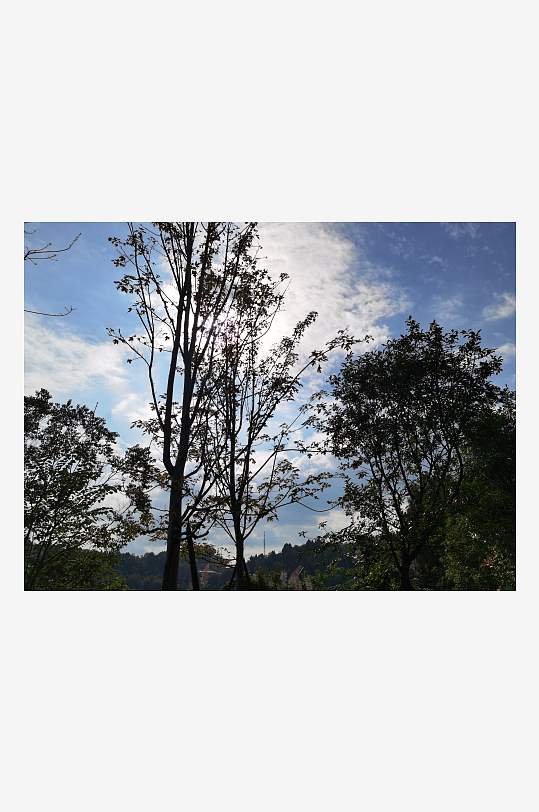晴朗天气下的树木剪影-众图网