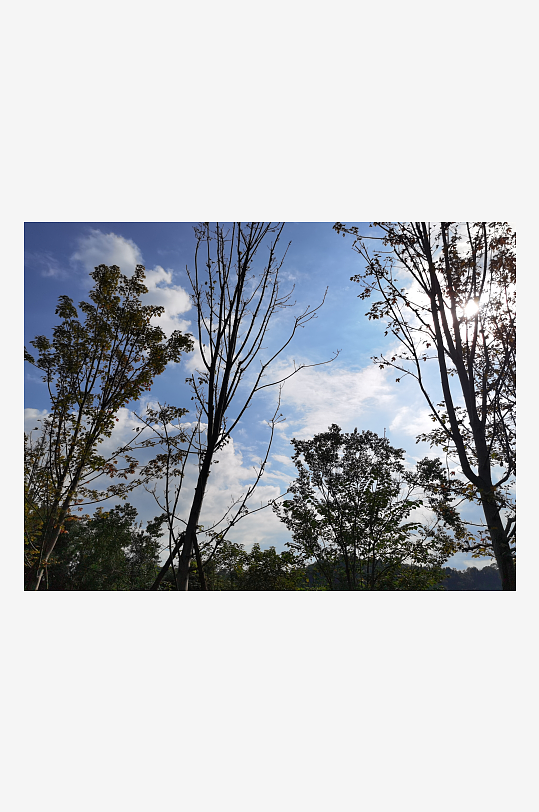 晴朗天气下的树木剪影-众图网