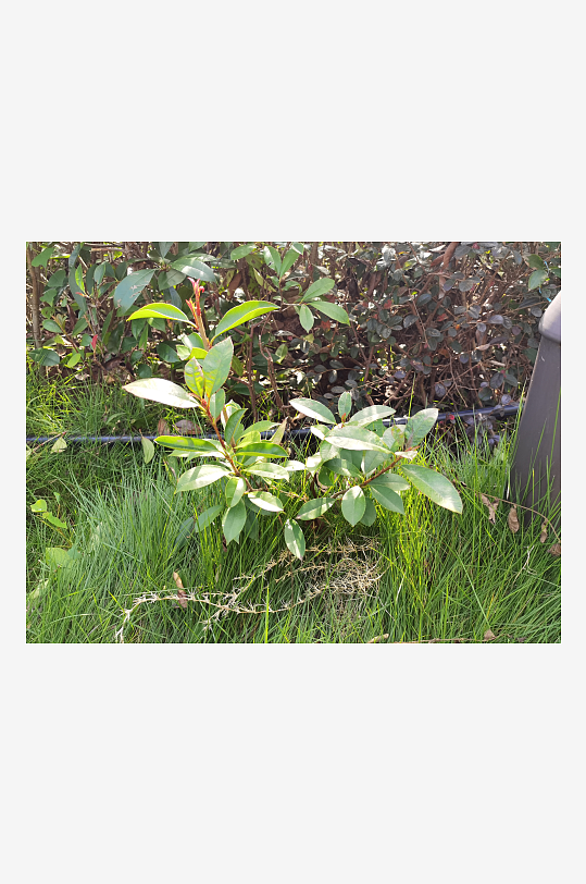 翠绿繁茂的观赏绿植-众图网