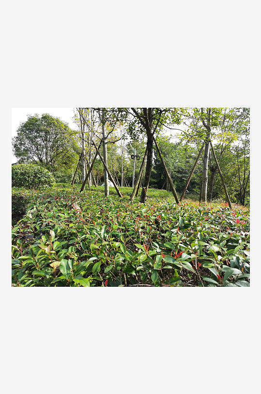 清新舒适的生态公园-众图网