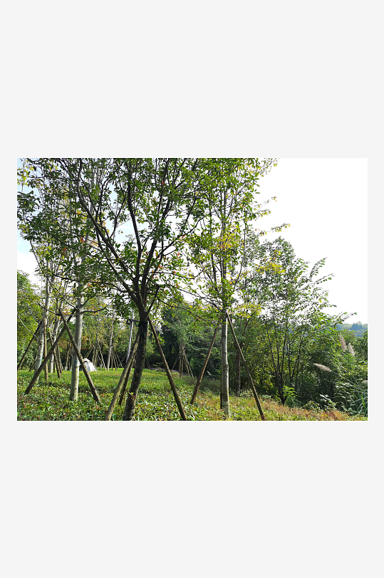 清新舒适的生态公园-众图网