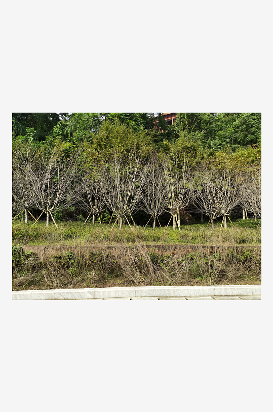 清新舒适的生态公园-众图网