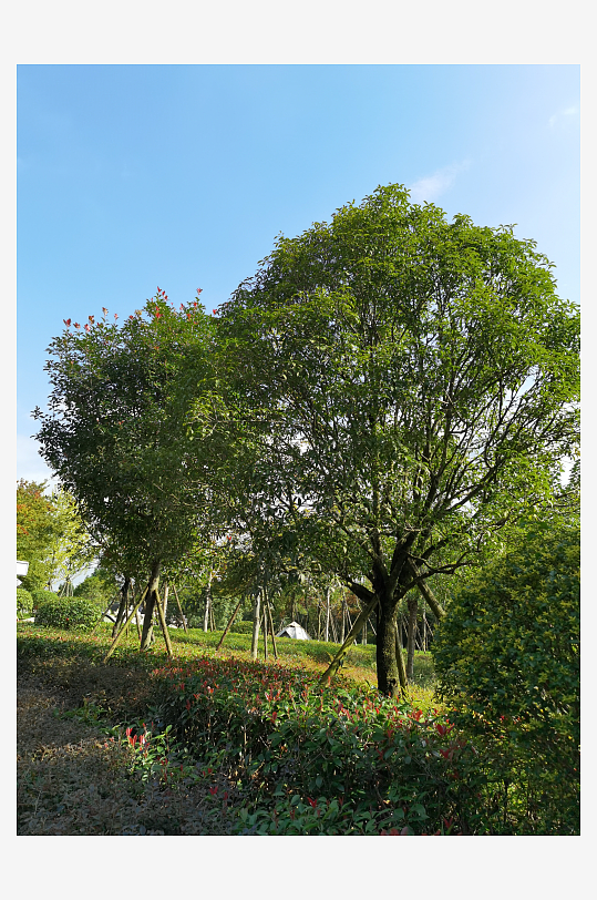 清新舒适的生态公园-众图网