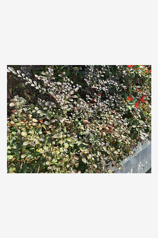 清新舒适的生态公园-众图网