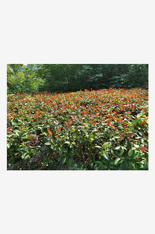 繁茂生长的绿植展现勃勃生机-众图网