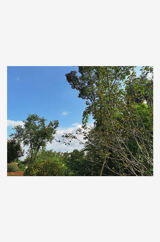 繁茂生长的绿植展现勃勃生机-众图网