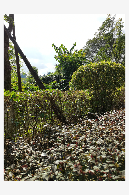 繁茂生长的绿植展现勃勃生机-众图网