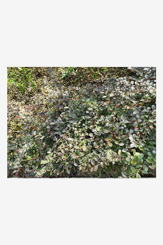 繁茂生长的绿植展现勃勃生机-众图网