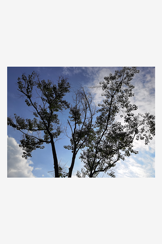 繁茂生长的绿植展现勃勃生机-众图网