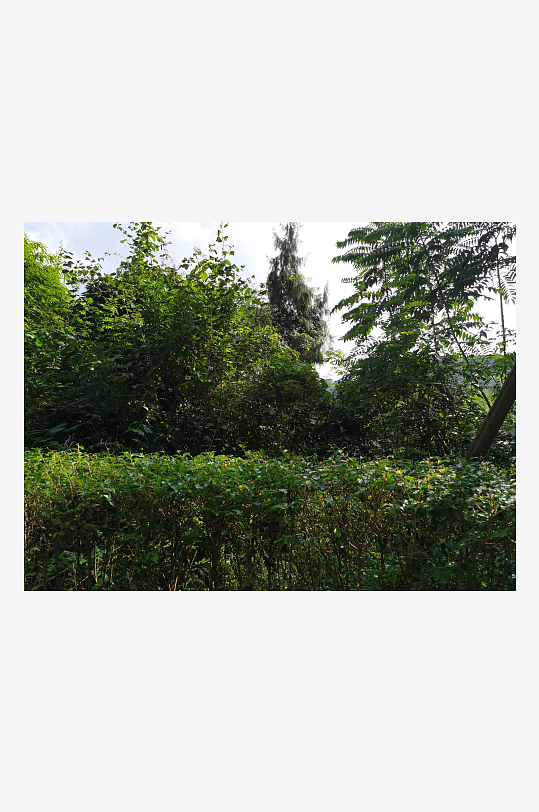 森林公园里繁茂的树木-众图网