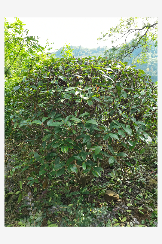 森林公园里繁茂的树木-众图网