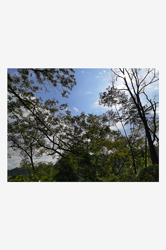 森林公园里繁茂的树木-众图网