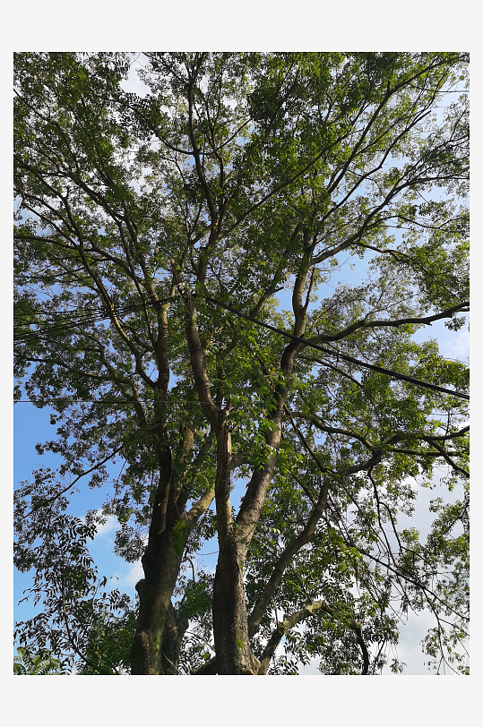 森林公园里繁茂的植物-众图网