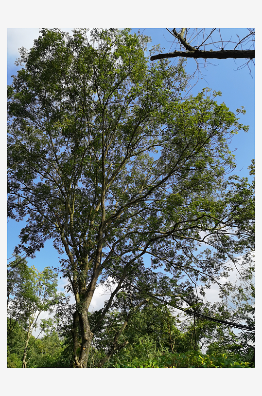 森林公园里繁茂的植物-众图网