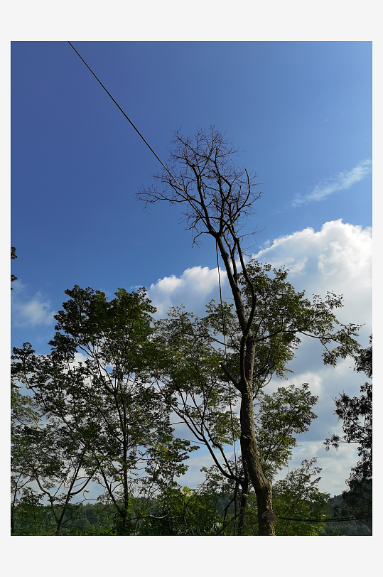 生态公园里繁茂的植物-众图网