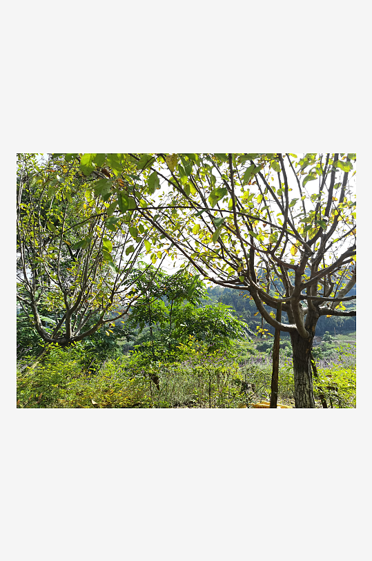 生态公园里繁茂的植物-众图网