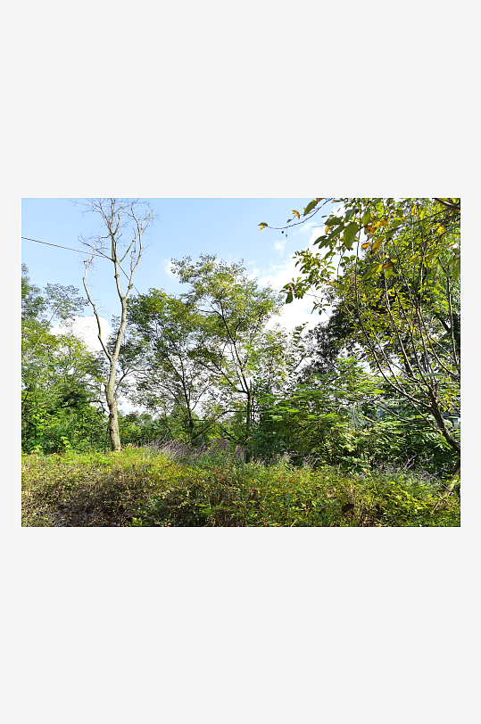 生态公园里繁茂的植物-众图网