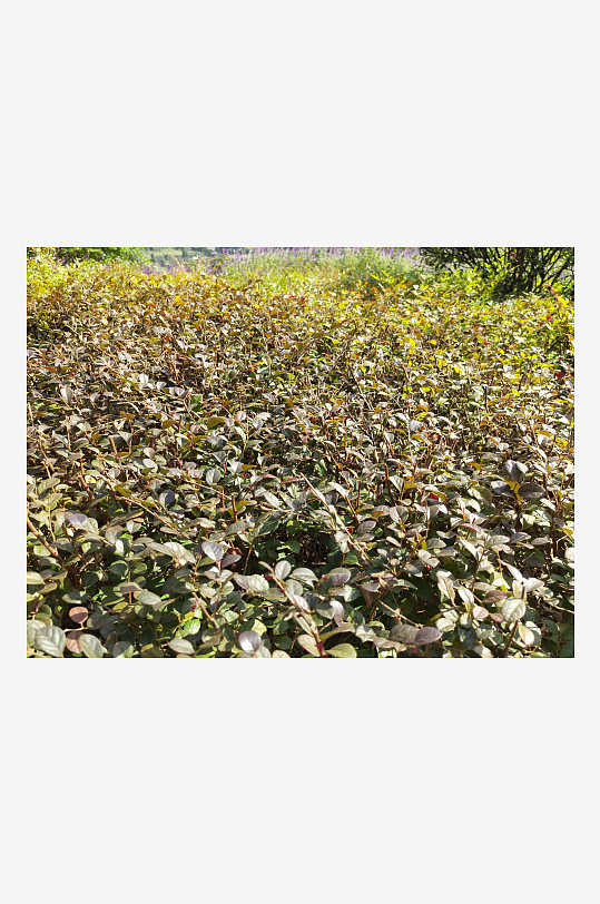 生态公园里繁茂的植物-众图网